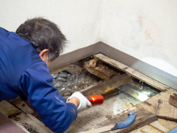 Best Local Mold Removal Service  in The Woodlands, TX
