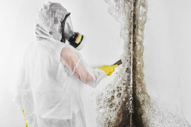 Best Mold Damage Repair  in The Woodlands, TX