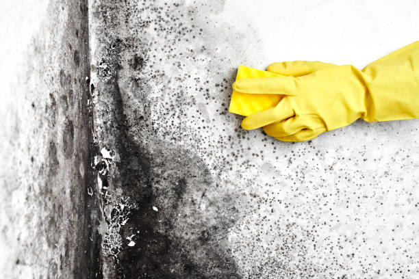 Trusted The Woodlands, TX Mold Removal Experts