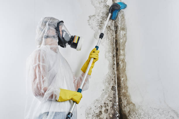 Best Mold Removal Near Me  in The Woodlands, TX