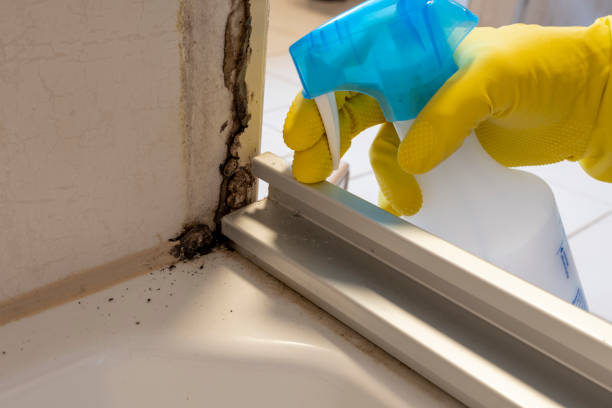 Best Mold Removal Company Near Me  in The Woodlands, TX