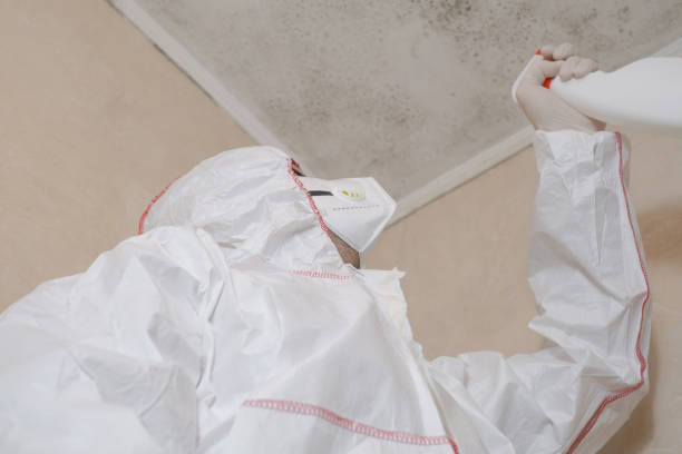 Best Certified Mold Removal  in The Woodlands, TX