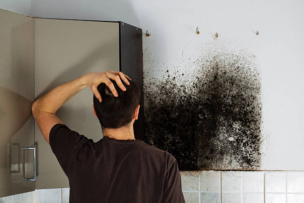 Reliable The Woodlands, TX Mold Removal Solutions