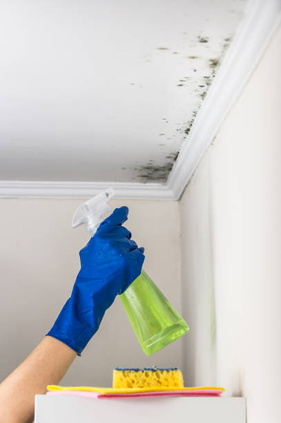 Best Office Mold Removal Services  in The Woodlands, TX