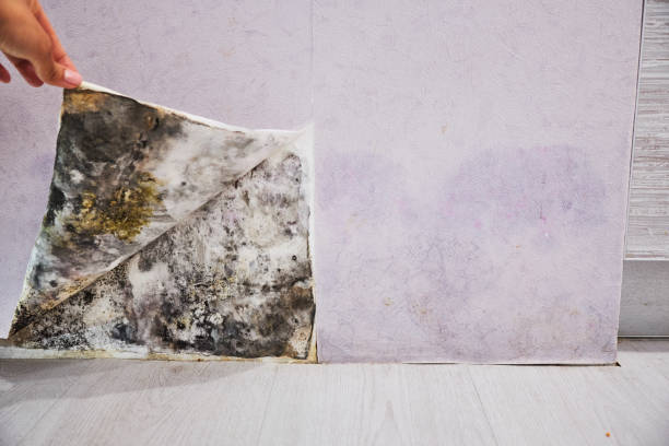 Best Mold Damage Repair  in The Woodlands, TX